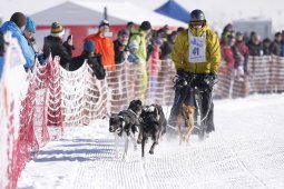 Lenk 2013